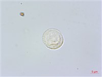 食用樓梯草藏品圖，第2張