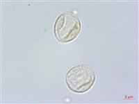 食用樓梯草藏品圖，第3張