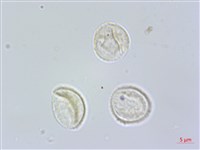 食用樓梯草藏品圖，第4張