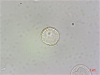 食用樓梯草藏品圖，第7張
