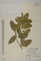 交趾衛矛藏品圖，第1張