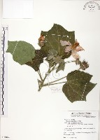 山芙蓉、臺灣山芙蓉、狗頭芙蓉藏品圖，第1張