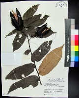 翅子樹、裡白翅子樹、臺灣翅子樹藏品圖，第1張