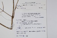 山菜豆藏品圖，第2張