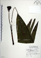 船子草、船仔草藏品圖，第1張