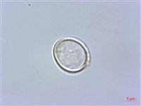 蘭嶼水絲麻藏品圖，第2張