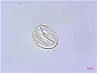 蘭嶼水絲麻藏品圖，第3張