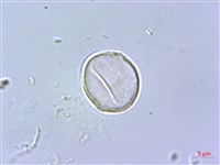 蘭嶼水絲麻藏品圖，第4張