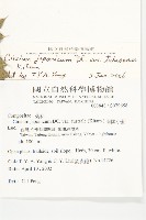 白花小薊藏品圖，第2張