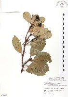 豬腳楠藏品圖，第1張