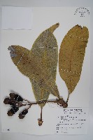 臺東漆樹藏品圖，第1張