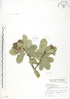 蘭嶼樹杞、蘭嶼紫金牛藏品圖，第1張