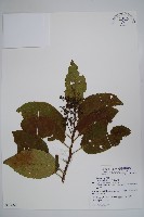 厚殼樹藏品圖，第1張