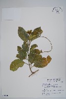 爬森藤藏品圖，第1張