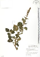 蘭嶼小鞘蕊花藏品圖，第1張