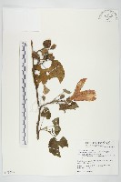 大萼旋花藏品圖，第1張