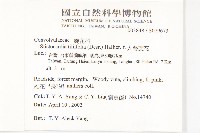 大萼旋花藏品圖，第2張