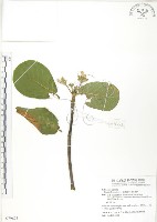 葛塔德木、欖仁舅藏品圖，第1張