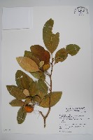 蘭嶼馬蹄花藏品圖，第1張