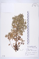 牡蒿藏品圖，第1張