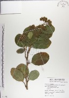 呂宋毛蕊木藏品圖，第1張