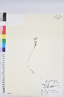 華南大戟藏品圖，第1張