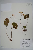 蘭嶼秋海棠藏品圖，第1張