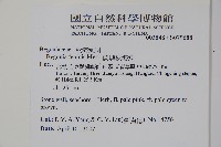 蘭嶼秋海棠藏品圖，第2張