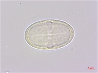 日本前胡藏品圖，第1張