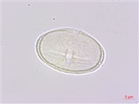 日本前胡藏品圖，第2張