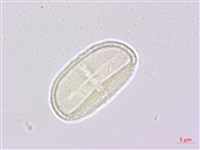 日本前胡藏品圖，第3張