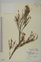 木麻黃藏品圖，第1張