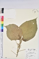 紅頭鐵莧、蘭嶼鐵莧藏品圖，第1張