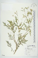 銀膠菊藏品圖，第1張