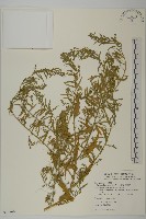 臭杏、土荊芥藏品圖，第1張