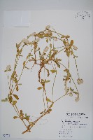 假千日紅藏品圖，第1張