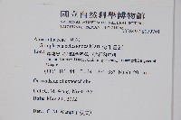 假千日紅藏品圖，第2張