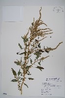 刺莧藏品圖，第1張