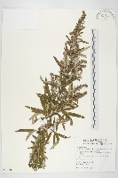 野艾蒿藏品圖，第1張