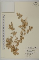 馬氏濱藜藏品圖，第1張