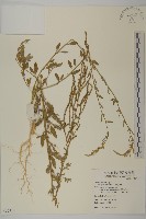 藜、灰藜藏品圖，第1張