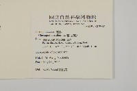 藜、灰藜藏品圖，第2張