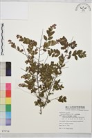 小葉黃鱔藤藏品圖，第1張