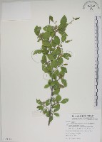 菱葉捕魚木藏品圖，第1張