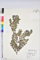 紅仔珠藏品圖，第1張