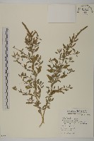 藜、灰藜藏品圖，第1張