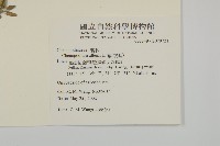 藜、灰藜藏品圖，第2張