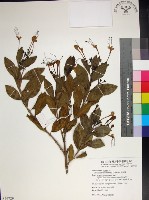 苦林盤藏品圖，第1張