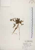 毛馬齒莧藏品圖，第1張