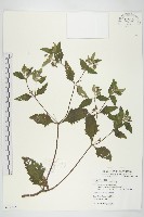 豨薟藏品圖，第1張